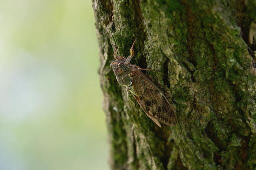 木の幹にとまるアブラゼミ アブラゼミ,蝉,昆虫の写真素材