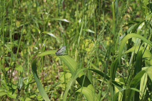 葉っぱに止まるモンシロチョウ2 モンシロチョウ,蝶,虫の写真素材