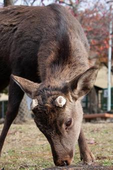 草を食べる鹿 奈良,東大寺,公園の写真素材