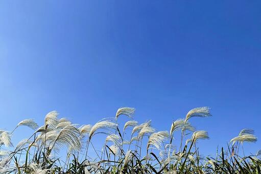 秋間近 ススキ,空,風景の写真素材