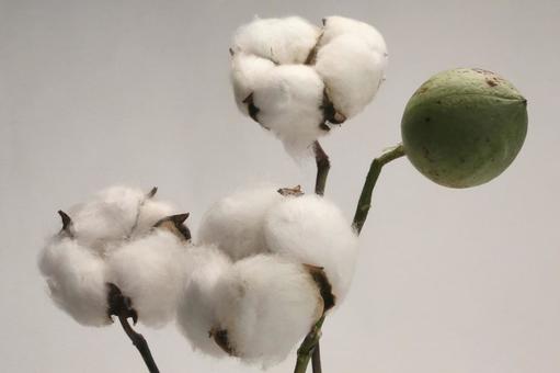 棉花 植物,綿木,綿の花の写真素材