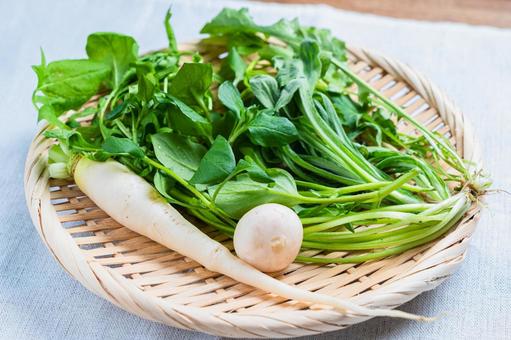 春の七草 春の七草,七草,せりの写真素材