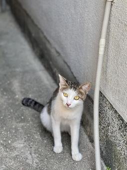 フジちゃん フジちゃん ネコ,ねこ,catの写真素材