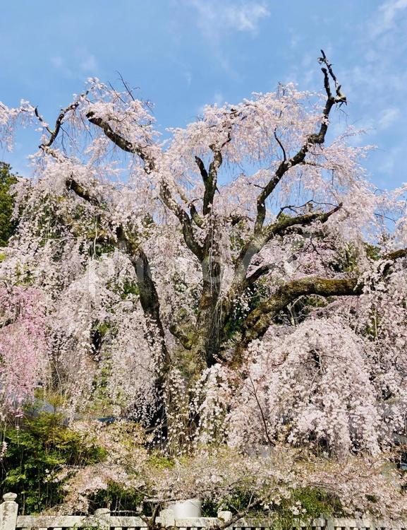 しだれ桜と青空 しだれ桜,桜,久遠寺の写真素材