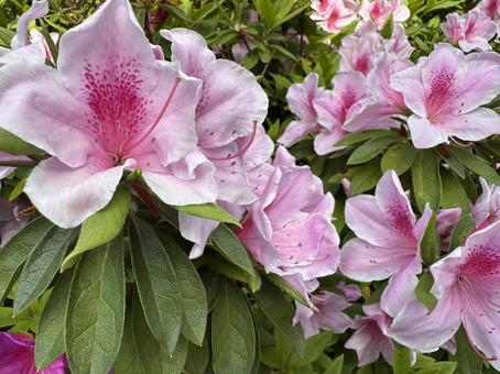 Photo, azalea, flower, honey, 