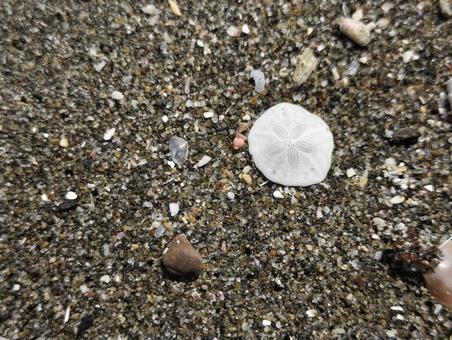浜辺で見つけた貝殻はハスノハカシパン 浜辺で見つけた貝殻はハスノハカシパンの写真