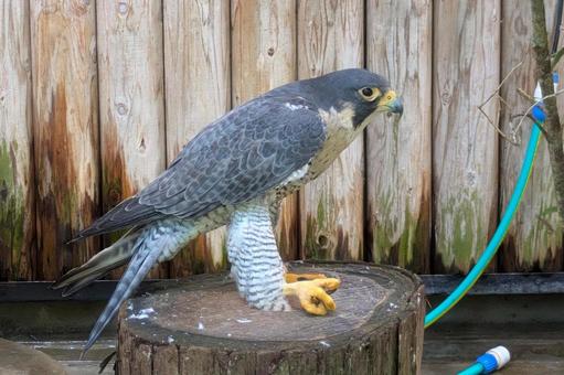 ハヤブサ ハヤブサの写真