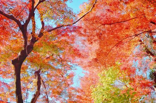 青空と紅葉 青空と紅葉の写真