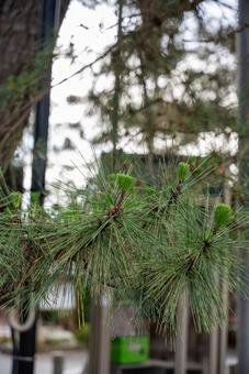 瑞々しい松の葉 松,松の木,松葉の写真素材