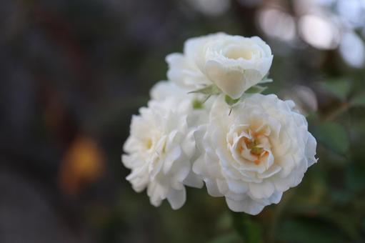バラ園でかわいい薔薇の写真を撮りました バラ園でかわいい薔薇の写真を撮りましたの写真