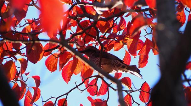 Autumn, blue sky, autumn sky, birds perching on tree branches, colored leaves, parks Autumn, blue sky, autumn sky, birds perching on tree branches, colored leaves, parks
