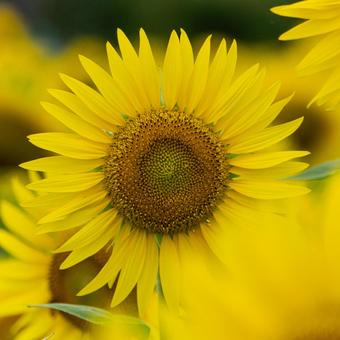 ひまわりの花 ひまわりの花の写真