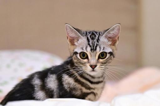 ふとんの上で遊ぶ子猫 ふとんの上で遊ぶ子猫 子猫,kitten,ねこの写真素材