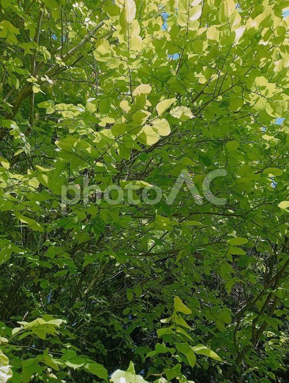 鮮やかな緑が映える新緑の木 木,木漏れ日,新緑の写真素材