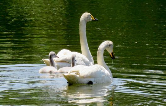 白鳥親子の写真