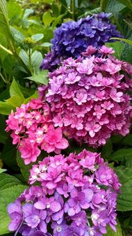 紫陽花 紫陽花 紫陽花,鮮やか,ピンクの写真素材