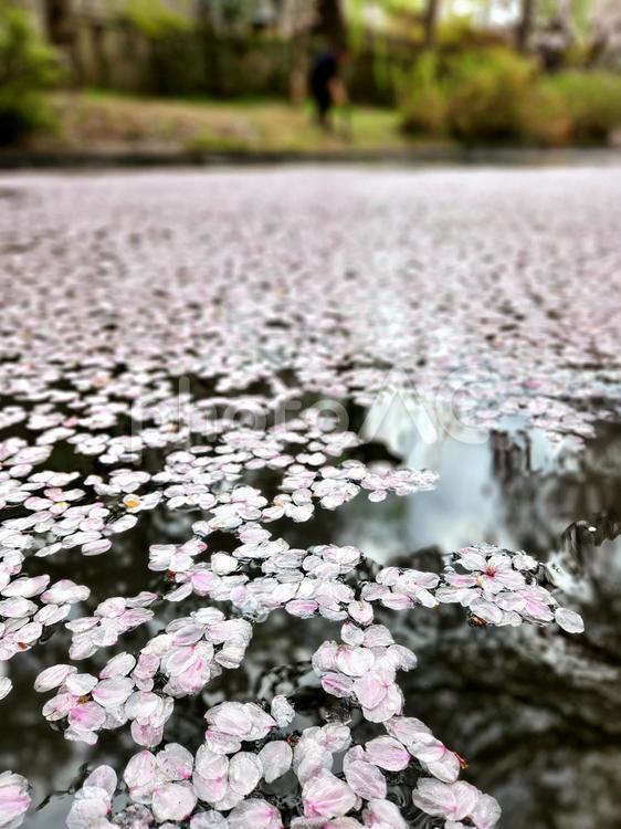 桜花筏の情景 宇治川派流より 桜,花筏,川面の写真素材