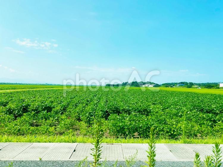 夏の畑と青空 夏,畑,道路の写真素材