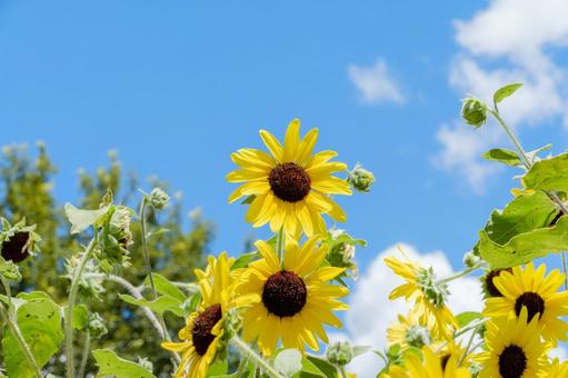 真夏の空に向かって咲くひまわり 真夏の空に向かって咲くひまわり 向日葵,花,黄色の写真素材