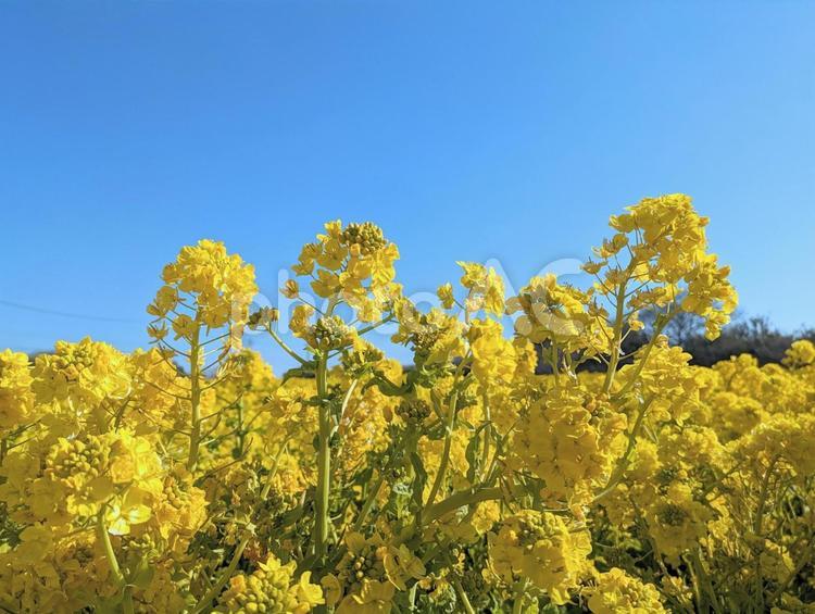 満開の菜の花畑６ 菜の花,ナノハナ,なのはなの写真素材