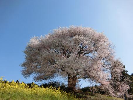 佐賀 武雄 馬場の山桜 遠景6 佐賀 武雄 馬場の山桜 遠景6 桜,山桜,菜の花の写真素材