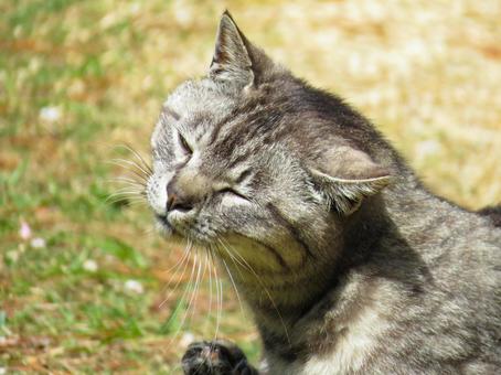 眠そうな猫の顔 眠そうな猫の顔 猫,動物,可愛いの写真素材