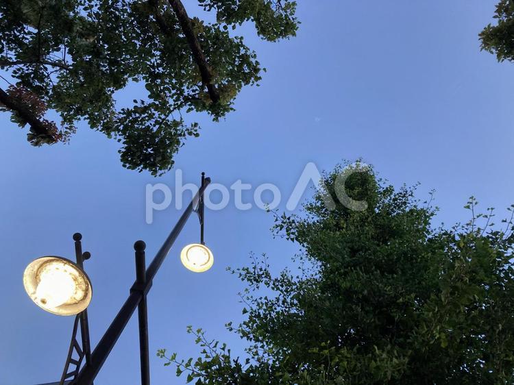 明け方の夜空と街灯 明け方,夜空,街灯の写真素材