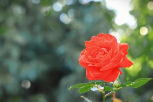 開花した鮮やかな一輪の薔薇の花 開花した鮮やかな一輪の薔薇の花の写真