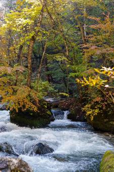 奥入瀬の紅葉の写真