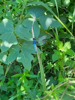 夏草に青蜻蛉 夏草に青蜻蛉の写真