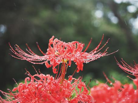 雨の中彼岸花 雨の中彼岸花の写真