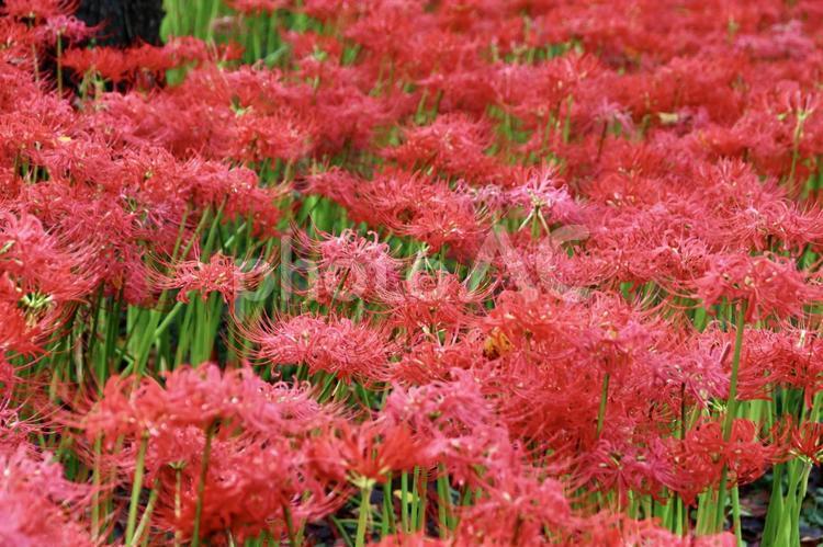 権現堂の曼珠沙華の花　2 曼珠沙華の花,曼珠沙華,マンジュシャゲの写真素材