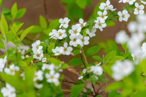 春に咲くユキヤナギの白い花 ユキヤナギ,白,花の写真素材