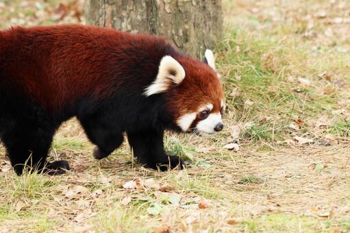 動物園偶像小熊貓 動物園偶像小熊貓