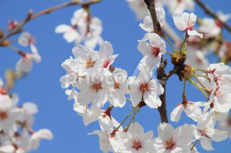 ソメイヨシノ３ ソメイヨシノ,桜,お花見の写真素材