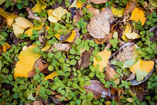 北海道　札幌市の紅葉 北海道,北,札幌市の写真素材