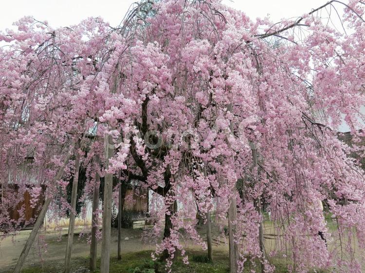 枝垂桜 枝垂桜,京都,桜の写真素材