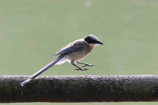 尾長さんピョン！ 野鳥,自然,水辺の写真素材