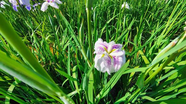 Seasonal flowers and greenery, JPG Seasonal flowers and greenery, JPG