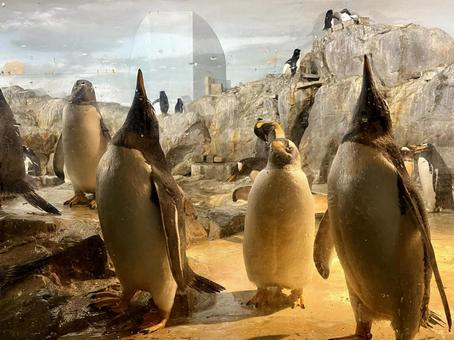 見上げているペンギン ペンギン,見上げる,整列の写真素材