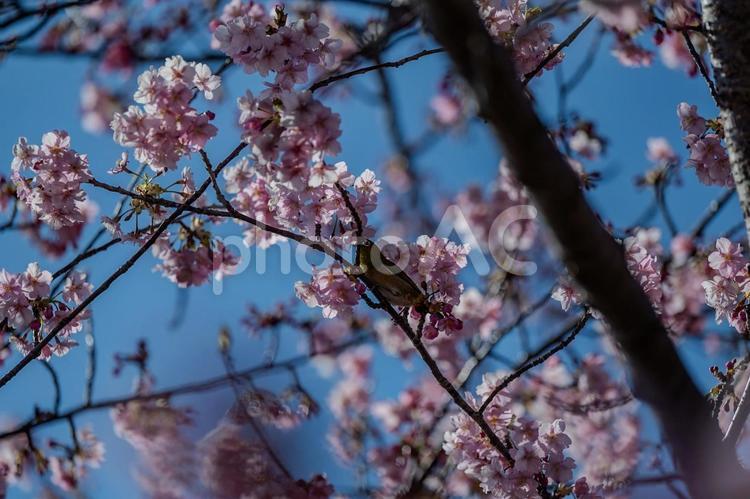 青毛堀川沿いの河津桜 河津桜,サクラ,鳥の写真素材
