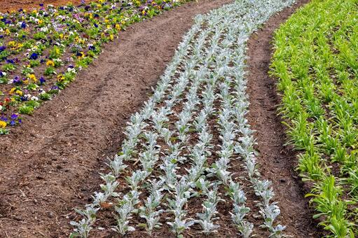 初冬の農業園芸センター⑴ 農業園芸センター,仙台市,花壇の写真素材
