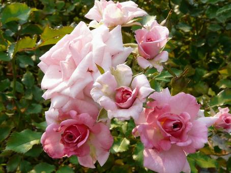ピンクバラ ピンクバラ 花,植物,バラの写真素材