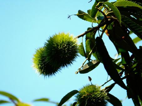 【植物写真】イガグリ(毬栗) 【植物写真】イガグリ(毬栗)の写真