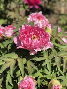 ピンクの牡丹 花,ぼたん,牡丹の写真素材
