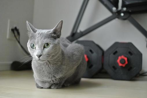 猫と筋トレグッズ 猫と筋トレグッズの写真