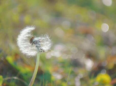 タンポポ(蒲公英)の白い綿毛・秋の京都府八幡市の農道で タンポポ(蒲公英)の白い綿毛・秋の京都府八幡市の農道での写真