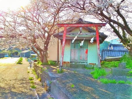 神社の桜 神社の桜の写真