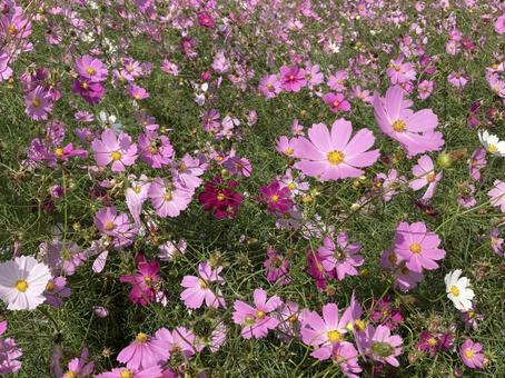 秋桜（コスモス） 秋桜,コスモス,秋の写真素材