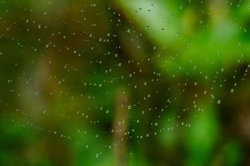 Spider web and water droplets⑴, JPG